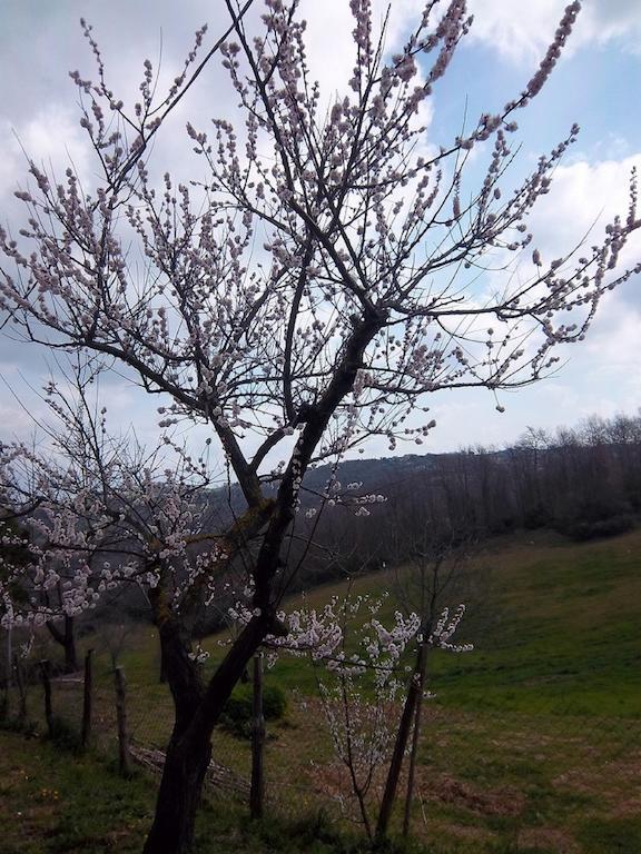 Agriturismo Norianino Montemerano Dış mekan fotoğraf